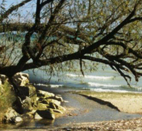 Low hanging tree over a rocky beach.