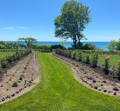 Grassy field with trees and cultivated flower beds.