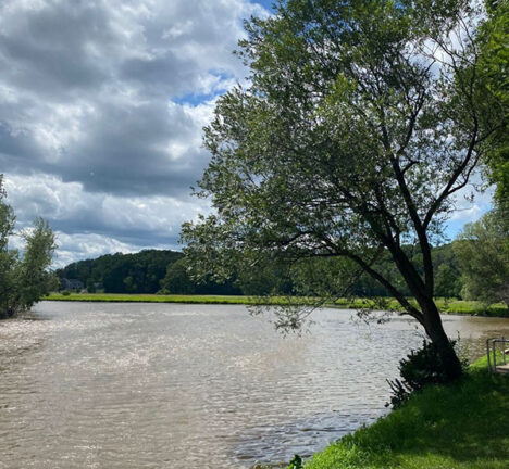 Tree overlooking a river.